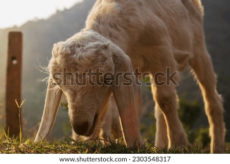 Beautiful picture of a baby goat [kid] grazing on a hill and a gorgeous sunset behind the kid