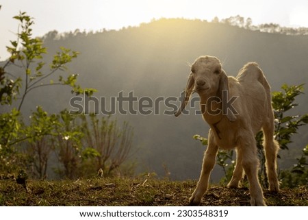 Beautiful picture of a baby goat [kid] grazing on a hill and a gorgeous sunset behind the kid
