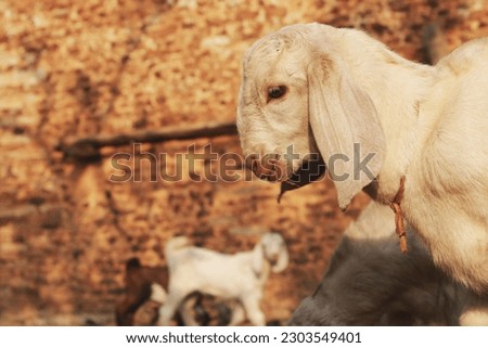 Beautiful picture of a baby goat [kid] grazing on a field. Copy background or free space