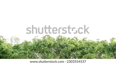 Bamboo leaves isolated on white background, Leaf pattern leaves bamboo with clipping path for concepts