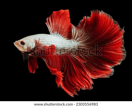 The vibrant red tailed betta fish gracefully swims through the water its tail fluttering behind it in a mesmerizing display of beauty and elegance.
