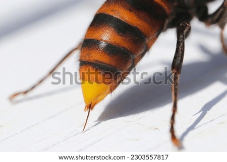 Northern giant hornet, bee stinger coming out of a bee's ass　(Close up macro photograph on a sunny outdoor, white background) Royalty-Free Stock Photo #2303557817
