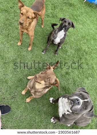 Dogs
Concentration
Pet
Beautiful dogs
American bully
Education Royalty-Free Stock Photo #2303561687