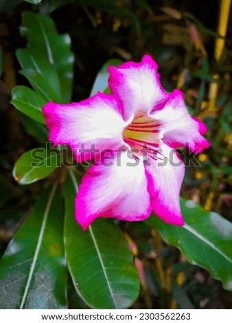 trumpet flower in the morning