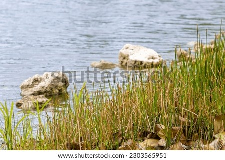 Lake shoreline rewilded to its natural state Royalty-Free Stock Photo #2303565951
