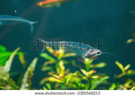 Kryptopterus bicirrhis, also known as the Glass Catfish, is a transparent, freshwater fish with a slender body and two pairs of long barbels. It has delicate fins and a remarkable appearance. Native t Royalty-Free Stock Photo #2303568213