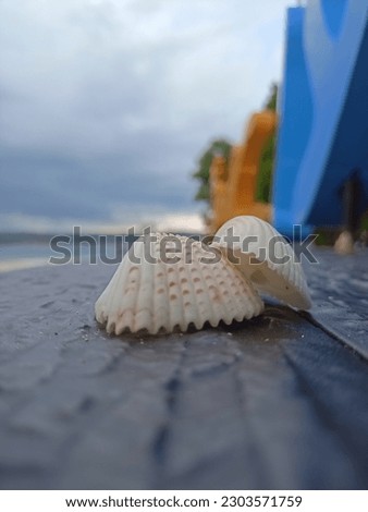 photo of seashells on the beach in the afternoon