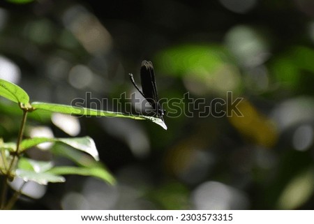 Close-up of a black dragonfly sitting on a leaf in the sunlight,Tropical Dragonfly at waterfall in Thailand,the dragonfly at near waterfall.Picture of a very beautiful dragonfly.selective focus.