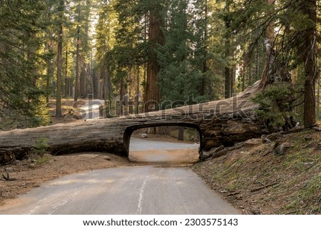 Tunnel Log - A quiet sunny Spring evening at Tunnel Log, Sequoia and Kings Canyon National Park, California, USA. Royalty-Free Stock Photo #2303575143