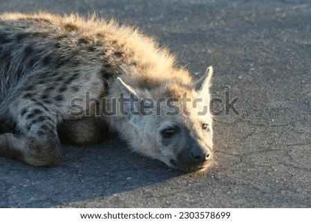 Hyena warming in the morning sun