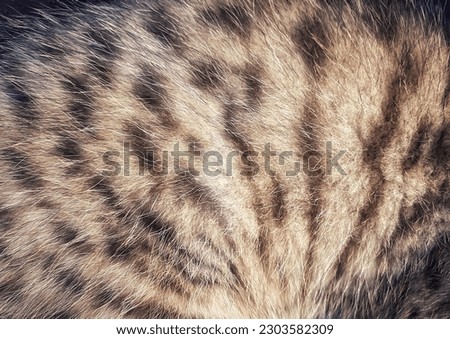 tiger stripe fur for texture 