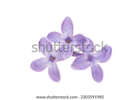 lilac flowers isolated on white background Royalty-Free Stock Photo #2303591985