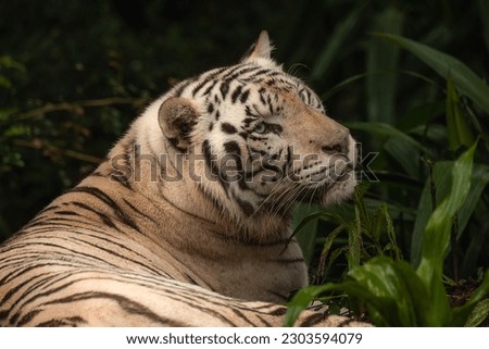 Rare Black and White Striped Adult Tiger laying on the ground relaxing in the jungle. Close up portrait with copy space for text