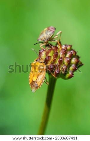 Bright shield bug Carpocoris purpureipennis crawling along the stem of a plant. The defocused background is green.