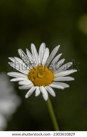 white bright daisy in the garden