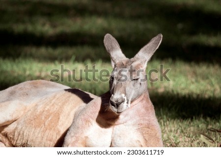 this is a close up of a red kangaroo resting on the grass