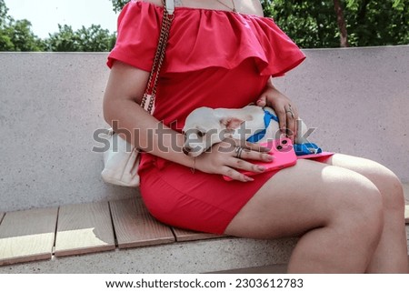 White chihuahua dog on the lap of a girl in a pink dress in the park