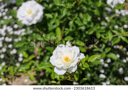A white iceberg rose also known as floribunda rosa and climbing rose  with depth of field background.