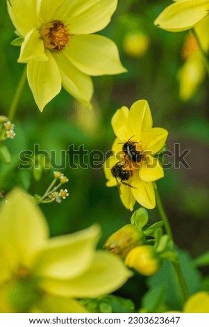 yellow dahlia in the garden