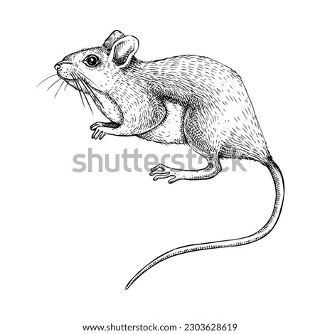 Field mouse vector sketch. Hand-drawn wildlife illustration in engraved style. Small rodents isolated on white background. Mammal animal drawing for print, poster, card, and banners. Royalty-Free Stock Photo #2303628619
