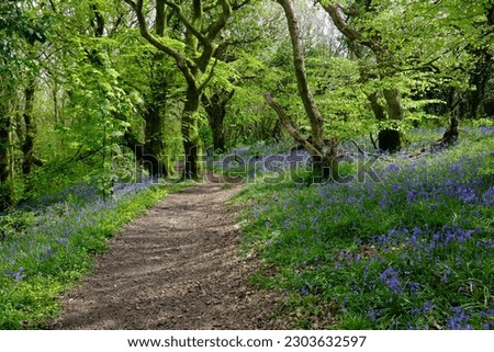 A pathway through a Bluebells at Green Castle Wood near Carmarthen, Carmarthenshire, Wales, UK during early May. Royalty-Free Stock Photo #2303632597