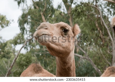 Camels are mammals with brown eyes, long lashes,  a big-lipped snout and a humped back. Royalty-Free Stock Photo #2303635415