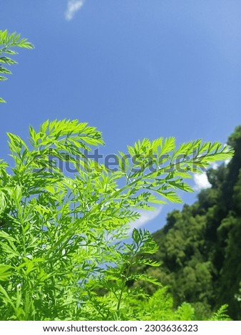 grass photographed from below with blue skies and lush tree leaves in mountainous areas