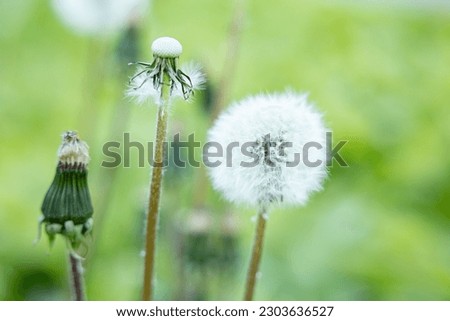 Closed Bud of a dandelion. Dandelion white flowers in green grass.