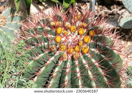 Close up of a ferocactus haemacanthus cactus