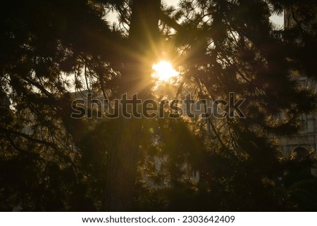 Sunlight Through Leaves - Vienna, Austria