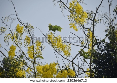 yellow flower with blue sky,Golden shower tree is a flowering plant in the family Fabaceae, Thailand national flower,Dok-Koon is the name of Yellow Flower meaning of multiply.