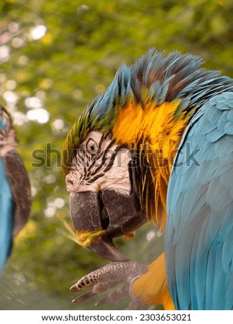 Portrait of a blue and yellow macaw parrot
