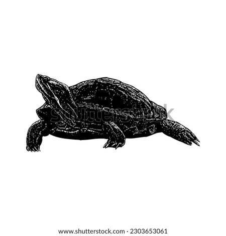 painted turtle hand drawing vector isolated on white background.