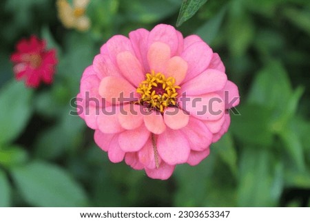 Zinnia flower has many different meanings in fact, friendship and goodness are the most 