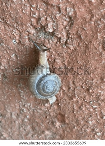 Slow snail on RED wall,nature white snail in asia.Kathmandu,pokhara,may 152023