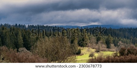 Pine grove in a mountain valley in cloudy weather, panoramic image