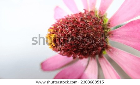 Closeup shot of zinnia flower with blur effect