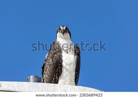 Osprey sitting against the blue sky