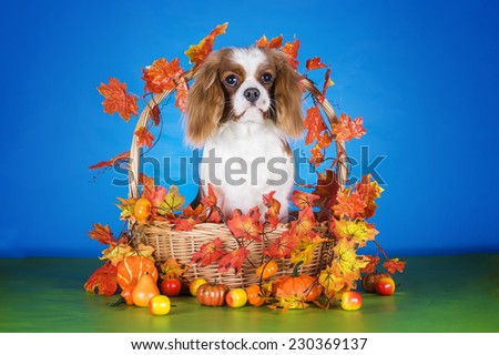 Puppy Cavalier King Charles Spaniel in autumn basket on blue isolated background