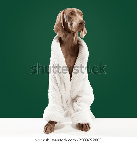 Grooming and haircut the dog. Weimaraner with well-groomed fur wearing white bathrobe after pet care procedures on green studio background. Animal looks healthy and happy. Concept of love, friendship