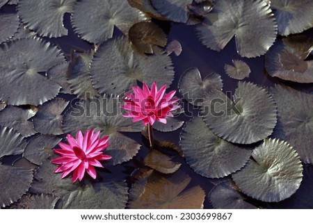 water lily red lotus blooming on water, aquatic plant.