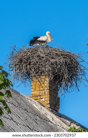 Beautiful female of a white and black stork nesting in a large nest on the roof of a house in spring, vertical Royalty-Free Stock Photo #2303702937
