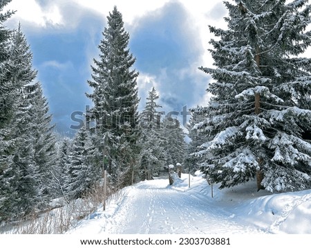 Alpine forest trails in a typical winter environment and after the winter snowfall above the tourist resorts of Valbella and Lenzerheide in the Swiss Alps - Canton of Grisons, Switzerland (Schweiz)