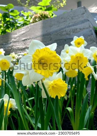 Yellowish white flowers that grow at a temperature of 15 degrees.