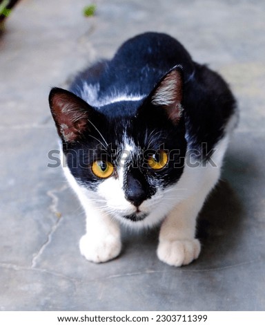 black cat with white pattern that is staring intently