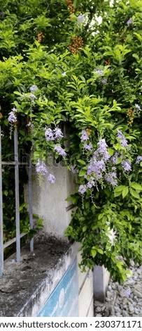 Green colour imparts additional Aesthetic value to any picture. Here's one of the beautiful aesthetic images of a Tree with Lavender coloured flowers with great green leaves seeking out from a wall.