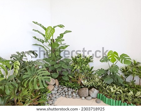 Different decorative plants in white wall. Indoor plants. home garden green industrial interior. Royalty-Free Stock Photo #2303718925