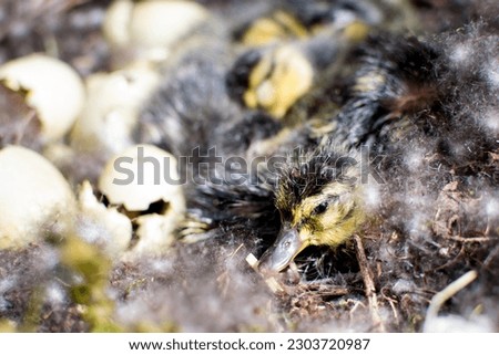 emergence of mallard duck chicks, nest with eggs, birth of chicks, new life, first breath, birds in the wild, bird breeding, duck population, duck brood, waterfowl brood
