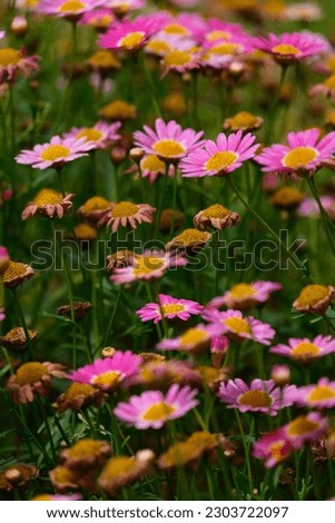 close up of flowers and leaves as a nature concept for background, wallpaper or quote concept. 