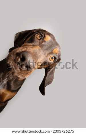 Portrait oeeking vizsla puppy dog frame. Isolated on white gray background Royalty-Free Stock Photo #2303726275